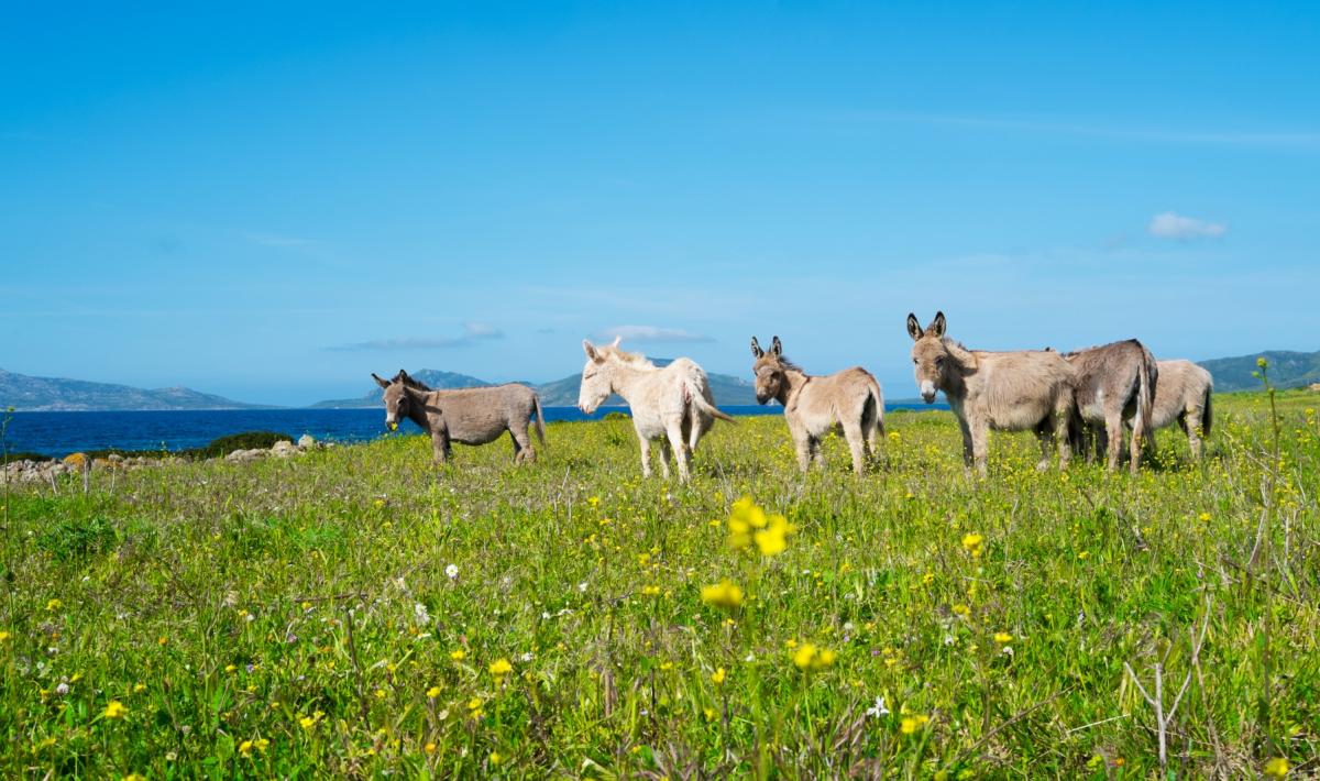 Parco Nazionale dell'Asinara